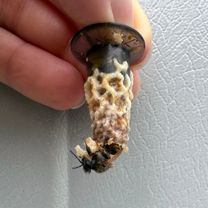 British-reared Buckfast virgin queen