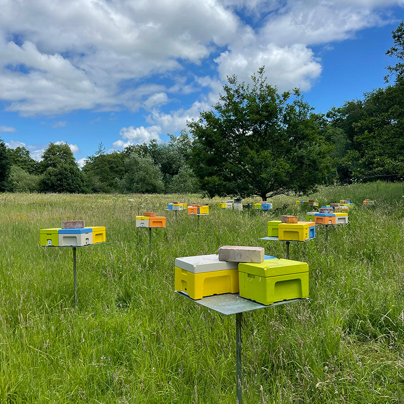 Buckfast queen bees