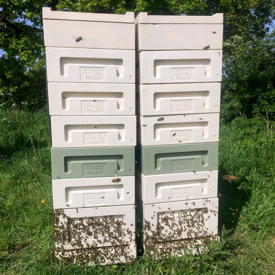 Buckfast Bees UK, UK Queen Bees, Buy Queen Bees, Shropshire Honey For Sale